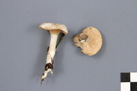 Clitopilus prunulus image